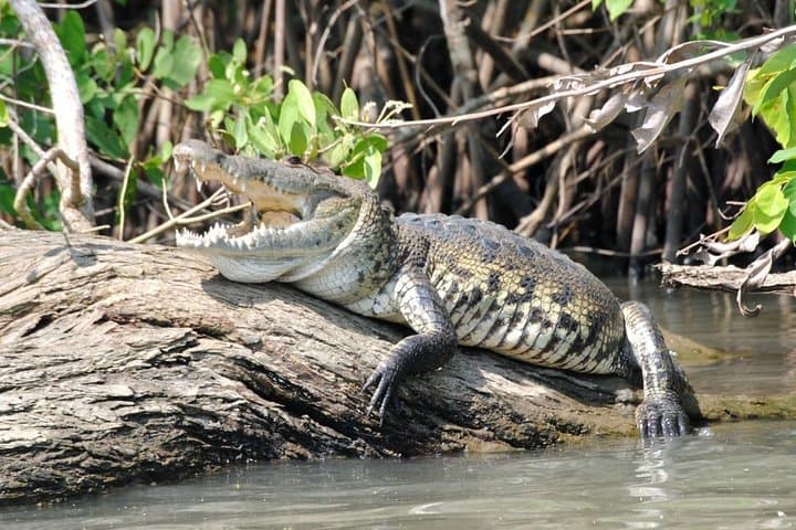 Laguna de Ventanilla Crocs and Turtle Aquarium Tour from Huatulco