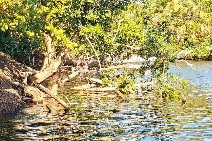 Laguna de Ventanilla Crocs and Turtle Aquarium Tour from Huatulco photo 3