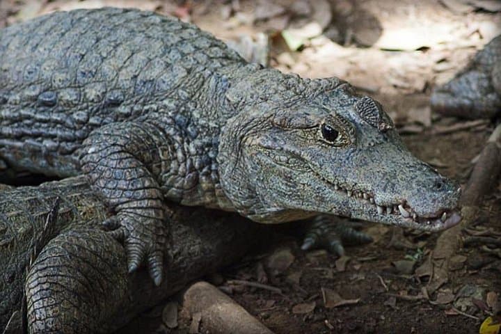 Explore Zoo El Pantanal: Guided Wildlife Tour Near Guayaquil photo 3
