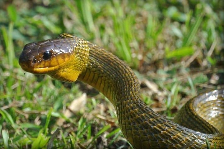 Explore Zoo El Pantanal: Guided Wildlife Tour Near Guayaquil photo 4