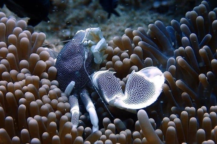 Advance Your Scuba: PADI Advanced Open Water Diver Course in Mauritius photo 6