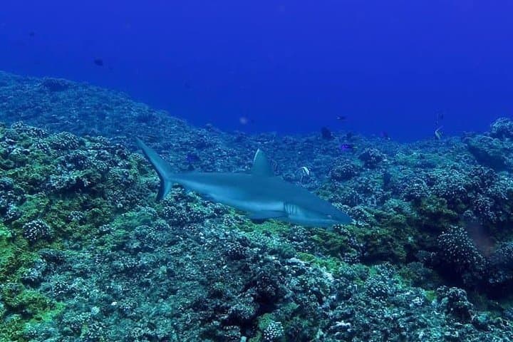 Discover Scuba Diving in Blue Bay — Introductory Dive Near Mahébourg, Mauritius photo 2
