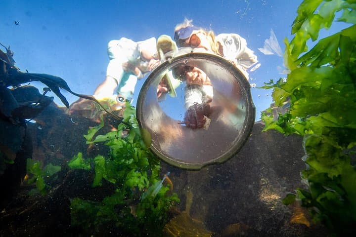 Cape Peninsula Coastal Safari with a Marine Biologist