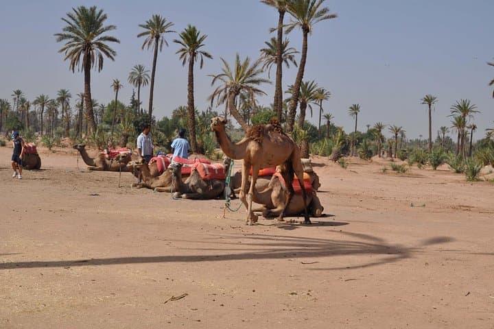 Palmeraie Quad and Camel Ride: Marrakech Palm-Grove Off-Road Adventure photo 1