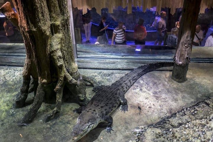 Dubai Aquarium & Penguin Cove — Inside Dubai Mall’s Underwater World photo 4