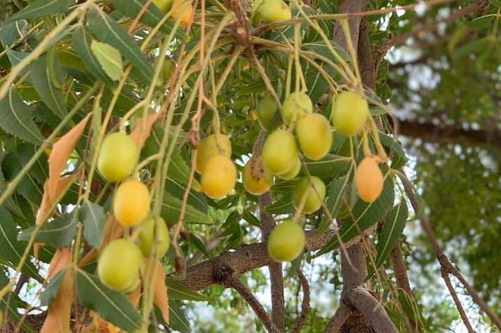 Private Jaisalmer Rural Farm Tour: Hands-On Desert Farm Experience photo 4