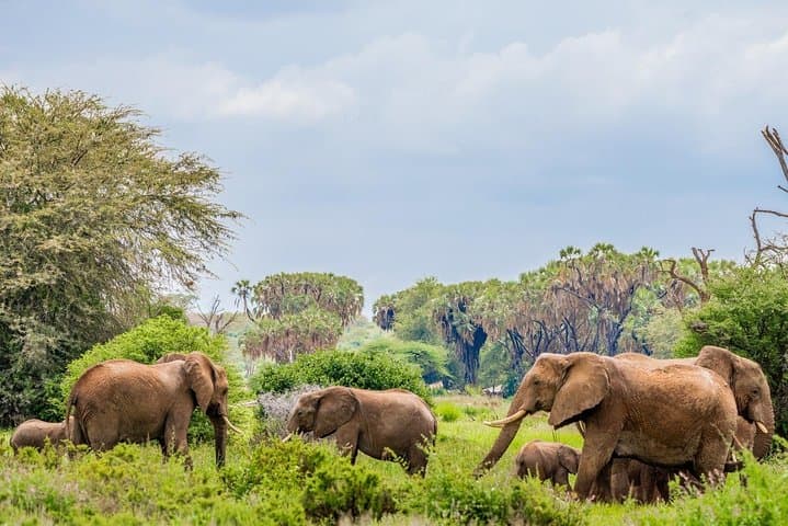 3-Day Samburu Safari: Northern Kenya Game Drives & Wildlife Encounters photo 5