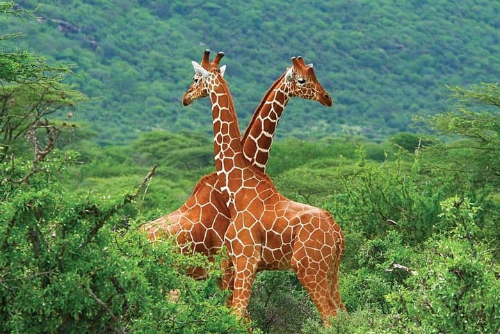 3-Day Samburu Safari: Northern Kenya Game Drives & Wildlife Encounters photo 6