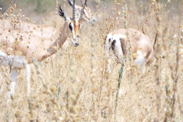 3-Day Mikumi and Udzungwa Safari: Big Game, Forest Walks & Waterfalls photo 2