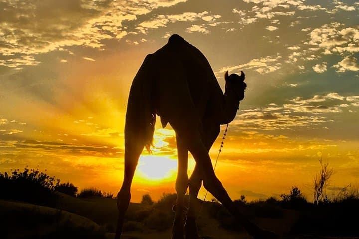 Overnight Thar Desert Camel Safari from Jaisalmer — Starry Camp, Village Visits & Sunrise Rides photo 2