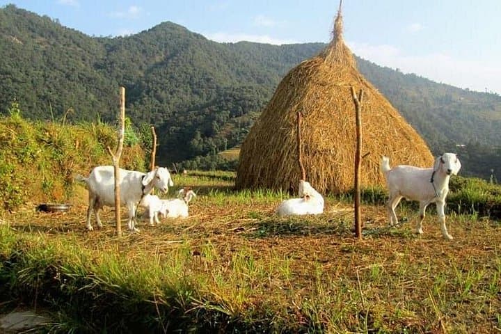 Chisapani Danda and Birchok Day Hike from Pokhara — Rupakot Viewpoint & Gurung Villages photo 4