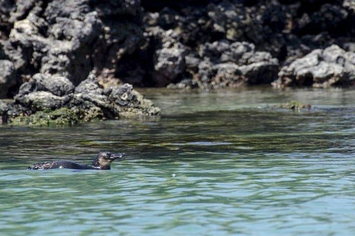 9-Day Galapagos Islands Tour: Santa Cruz, Isabela & San Cristobal photo 4