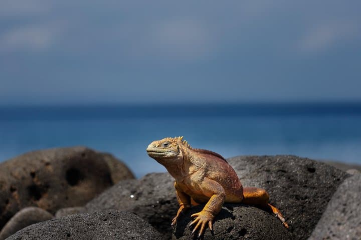 Active Galapagos Island Tour: 10-Day Adventure Through Volcanic Wildlife and Marine Wonders