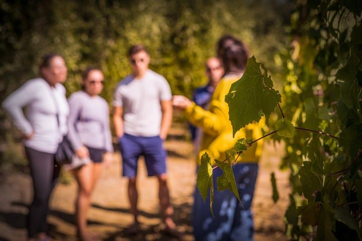 Premium Wine Tasting & Vineyard Tour in Umbria's Trasimeno Hills photo 2