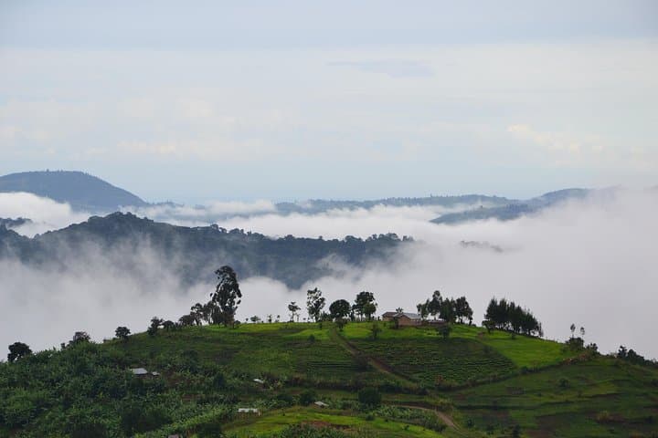 4-Day Bwindi Gorilla Trekking & Queen Elizabeth Wildlife Safari photo 4