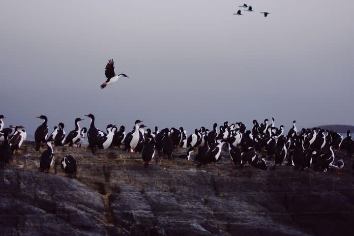 Beagle Channel Cruise to Les Eclaireurs Lighthouse & Wildlife photo 4