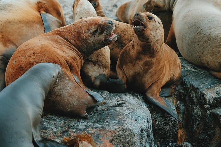 Beagle Channel Cruise to Les Eclaireurs Lighthouse & Wildlife photo 3