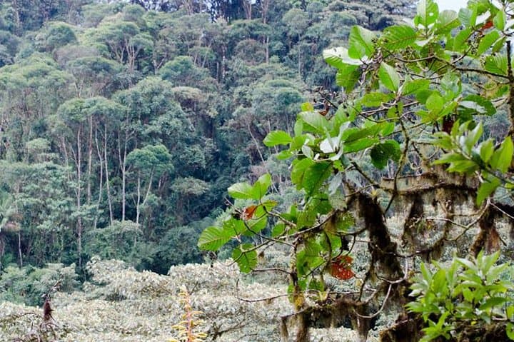 Bellavista Cloud Forest Lodge: 2-Day Birding & Waterfall Escape from Quito photo 2