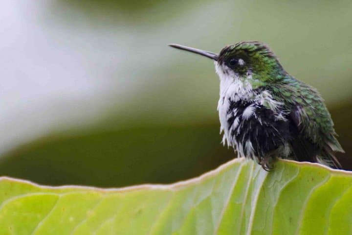 Bellavista Cloud Forest Reserve Full-Day: Cloud Forest Walks Near Quito photo 3