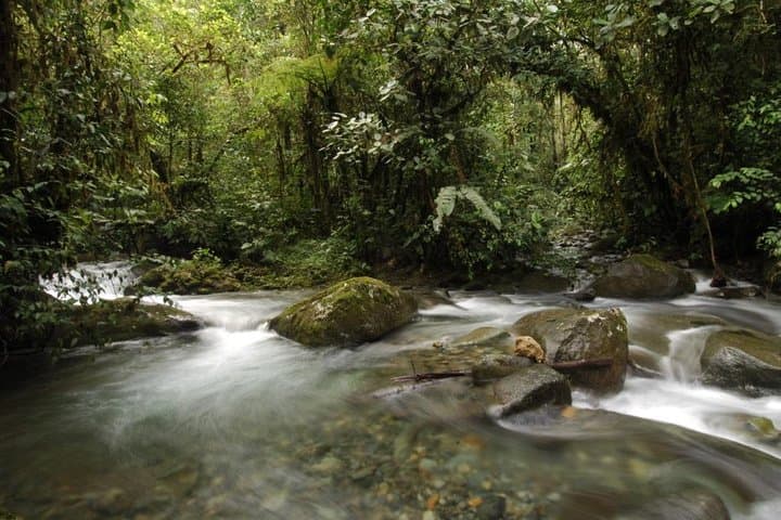 Bellavista Cloud Forest Reserve Full-Day: Cloud Forest Walks Near Quito photo 4