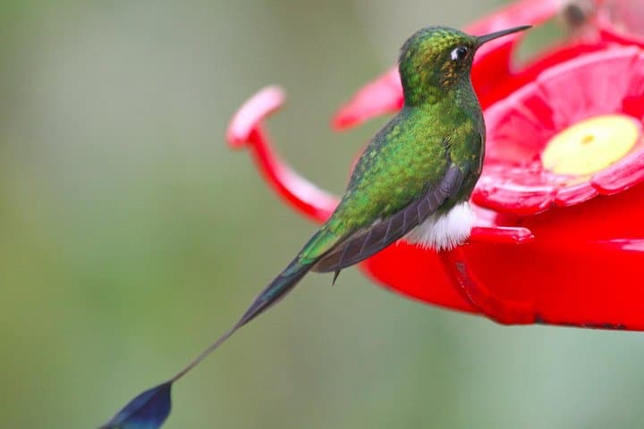 Bellavista Cloud Forest Reserve Full-Day: Cloud Forest Walks Near Quito photo 5