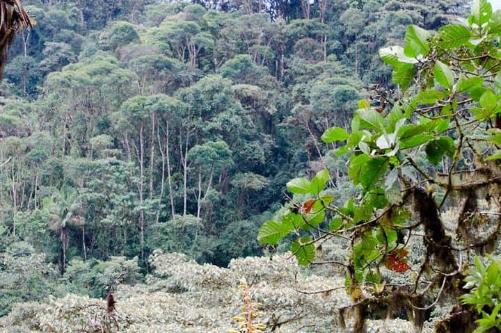 Bellavista Cloud Forest Reserve Full-Day: Cloud Forest Walks Near Quito photo 2