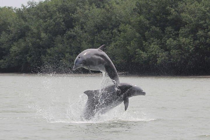Dolphin Watching in Puerto El Morro: Day Cruise from Guayaquil photo 6