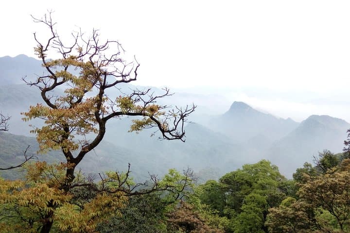 Pandas and Peaks: One-Day Trip to Dujiangyan Panda Base & Mount Qingcheng photo 3