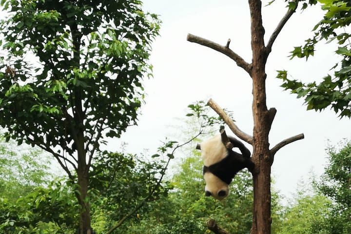 Pandas and Peaks: One-Day Trip to Dujiangyan Panda Base & Mount Qingcheng photo 4