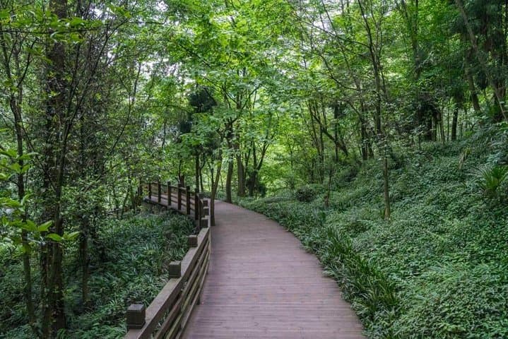 Pandas and Peaks: One-Day Trip to Dujiangyan Panda Base & Mount Qingcheng photo 6