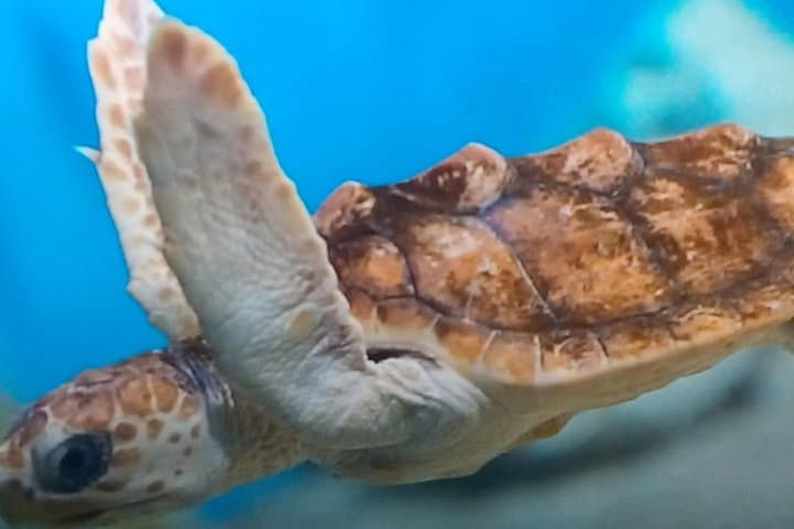 Discover Scuba Diving in Montego Bay: Introductory Shore Dive with a Dive Master photo 3