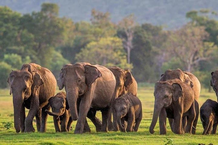 Hurulu & Minneriya Jeep Safari — Elephant Encounters Near Habarana photo 2