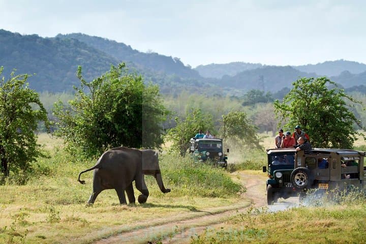 Hurulu & Minneriya Jeep Safari — Elephant Encounters Near Habarana photo 3