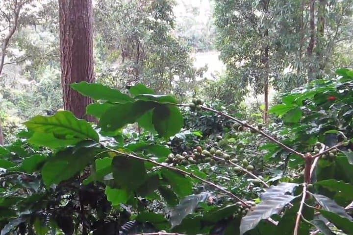 Doi Inthanon Day Trek: Pha Dok Siew Waterfall & Hill Tribe Rice Terraces photo 5