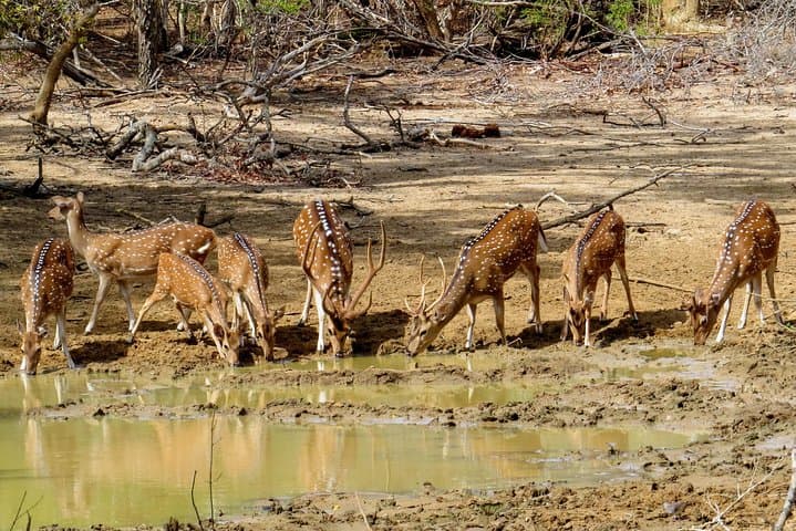 Yala National Park Safari from Unawatuna: Leopard, Elephant & Coastal Wilderness photo 2