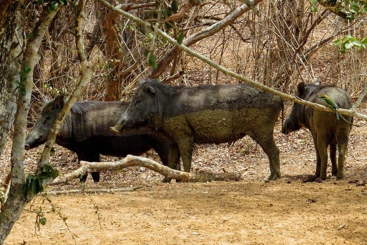 Yala National Park Safari from Unawatuna: Leopard, Elephant & Coastal Wilderness photo 4