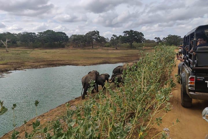 Yala National Park Safari from Unawatuna: Leopard, Elephant & Coastal Wilderness photo 1