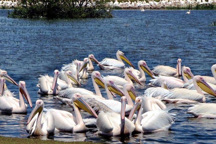 Tiya Stelae & Lake Ziway: UNESCO Archaeology and Rift Valley Birding