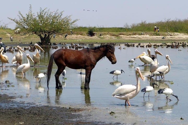 Tiya Stelae & Lake Ziway: UNESCO Archaeology and Rift Valley Birding photo 2