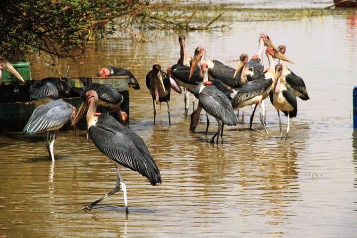 Tiya Stelae & Lake Ziway: UNESCO Archaeology and Rift Valley Birding photo 3