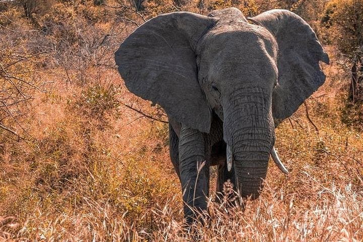 5-Day Amboseli & Tsavo West Safari: Kilimanjaro Views and Private Game Drives photo 3