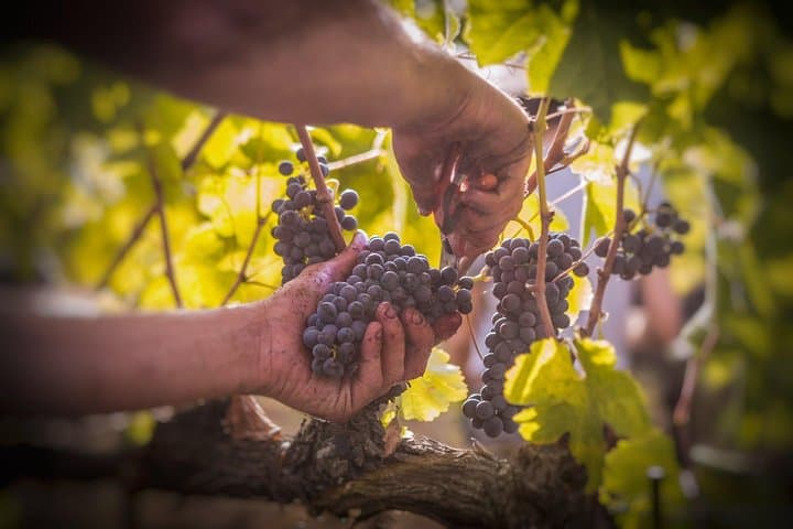 Premium Wine Tasting & Vineyard Tour in Umbria's Trasimeno Hills photo 5
