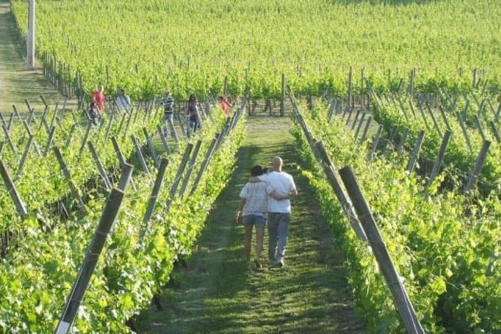 Premium Wine Tasting & Vineyard Tour in Umbria's Trasimeno Hills photo 6