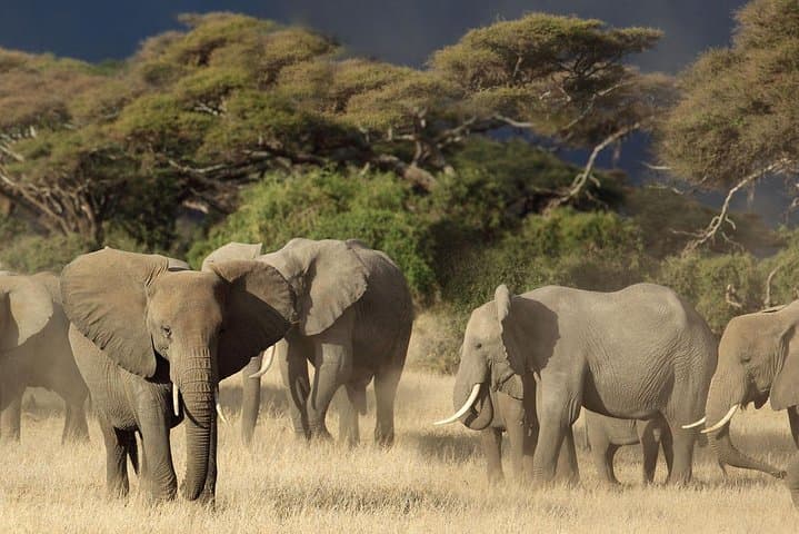 Hwange Park Big 5 Game Drive — Full-Day Safari in Zimbabwe photo 3