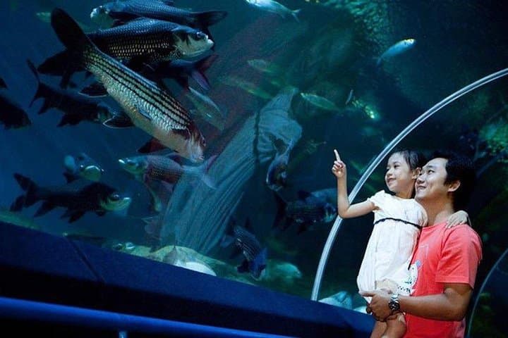 Underwater World Pattaya Aquarium — 100-Meter Tunnel, Sharks & Manta Rays