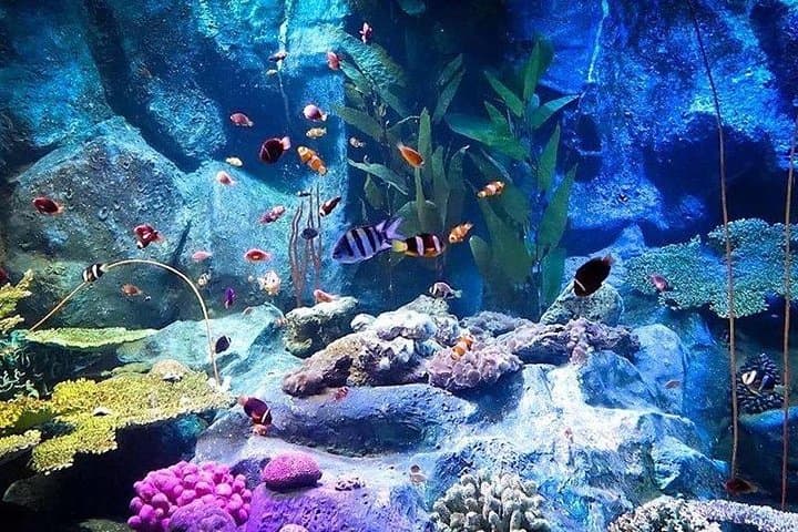 Underwater World Pattaya Aquarium — 100-Meter Tunnel, Sharks & Manta Rays photo 5