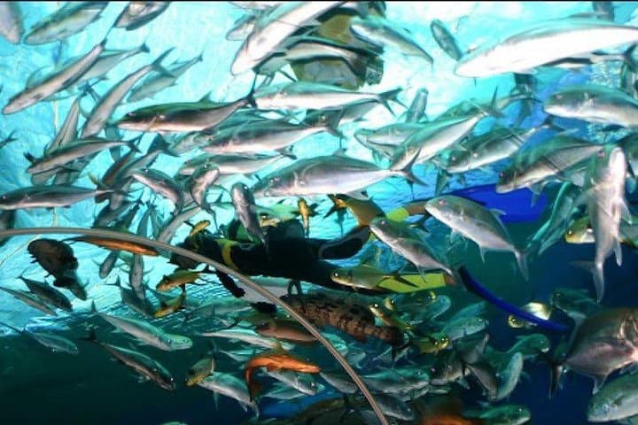 Underwater World Pattaya Aquarium — 100-Meter Tunnel, Sharks & Manta Rays photo 6