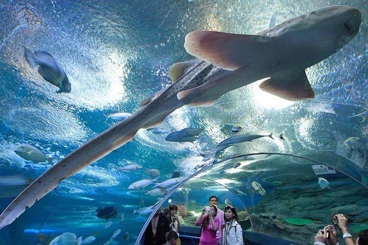 Underwater World Pattaya Aquarium — 100-Meter Tunnel, Sharks & Manta Rays photo 2