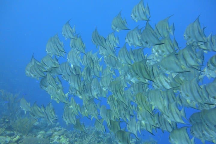 Advanced PADI Diving Course from Cartagena to Barú — 2-Day Advanced Open Water