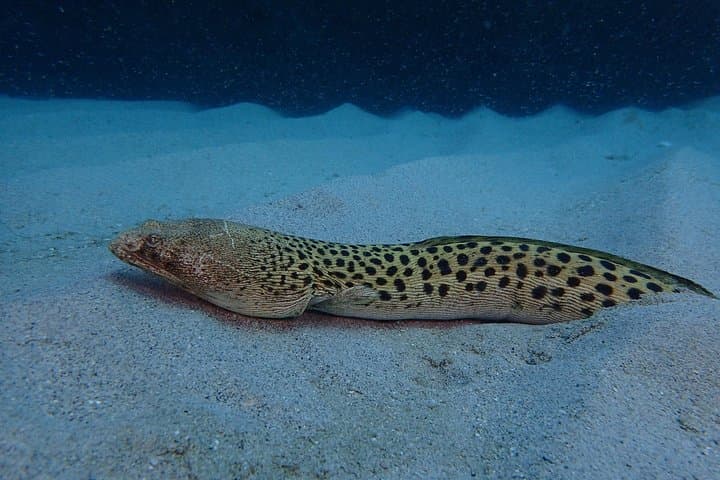 Advanced PADI Diving Course from Cartagena to Barú — 2-Day Advanced Open Water photo 3